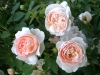 ambridge-rose-729