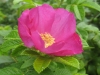 Rosa rugosa