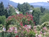 Blick über den Rosengarten in Baden-Baden