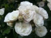 Bouquet Parfait, Züchter: Lens, 1989, Moschus-Rose (Hybride)