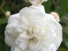 Marie Jeanne, Züchter: Turbat, 1913, Rosa multiflora, Polyantha-Rose