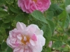 York and Lancaster  Syn.Rosa damascena versicolor, seit 1551, Damaszener-Rose